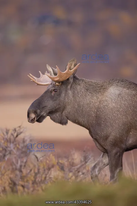 : Moose bull autumn portrait : Moose bull autumn portrait