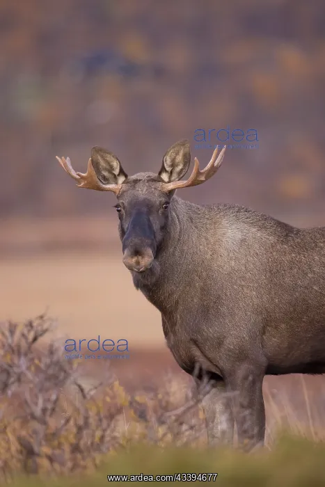 : Moose bull autumn portrait : Moose bull autumn portrait