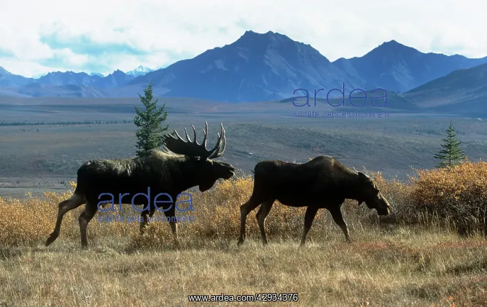: Moose - bull courting cow in taiga : Moose - bull courting cow in taiga