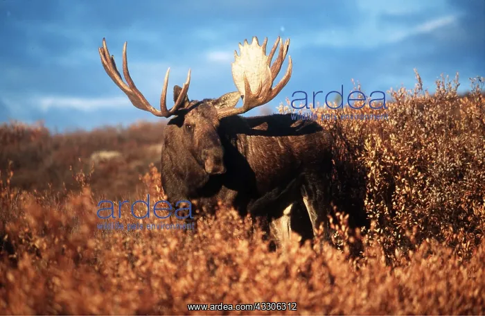  : MOOSE - bull (male) in evening light