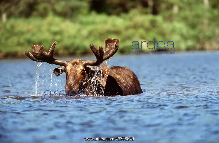 : MOOSE - bull (male) in water : MOOSE - bull (male) in water