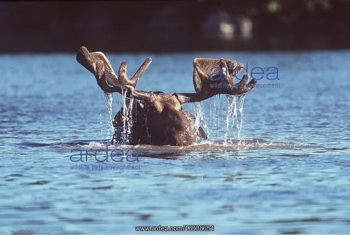  : MOOSE - bull (male) in water