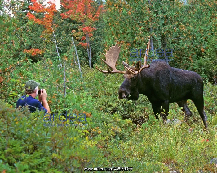 : Moose - bull with photographer : Moose - bull with photographer