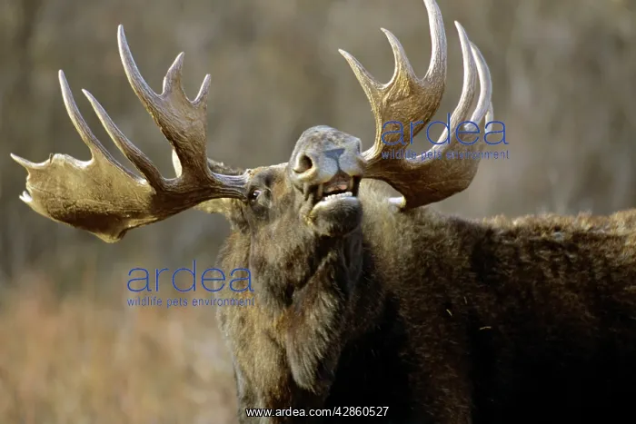 : Moose - Bull sniffing the air during the fall mating : Moose - Bull sniffing the air during the fall mating