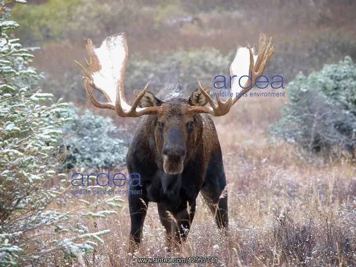 : Moose - bull with snow on his antlers : Moose - bull with snow on his antlers