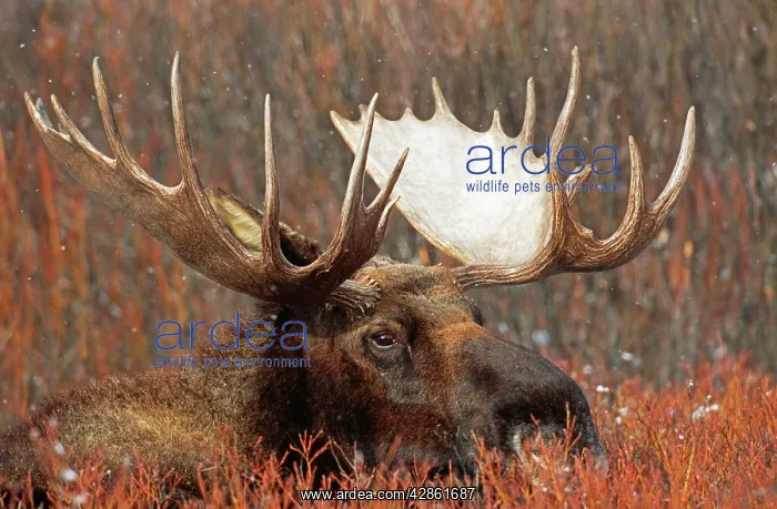 : MOOSE - Bull, view of head, body mainly hidden : MOOSE - Bull, view of head, body mainly hidden