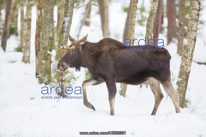 : Moose bull winter : Moose bull winter