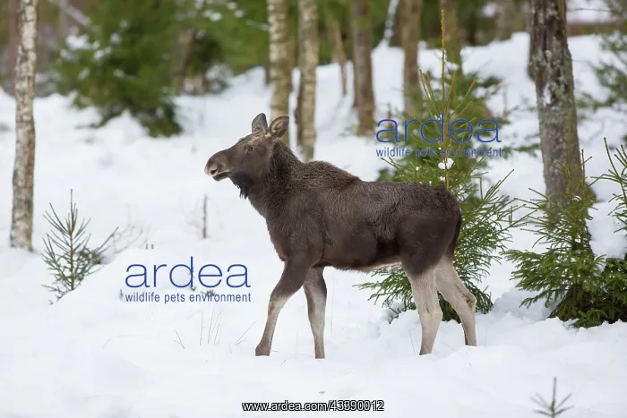 : Moose bull winter : Moose bull winter
