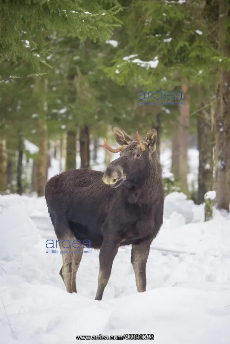 : Moose bull winter : Moose bull winter
