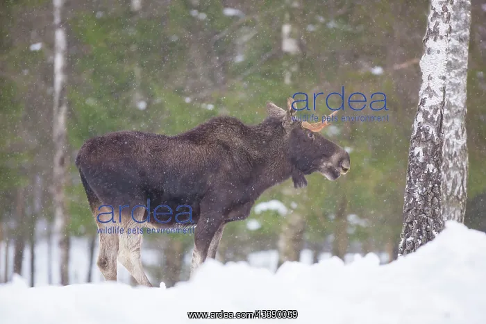 : Moose bull winter : Moose bull winter