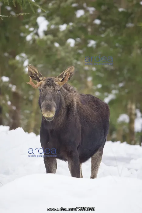 : Moose bull winter : Moose bull winter