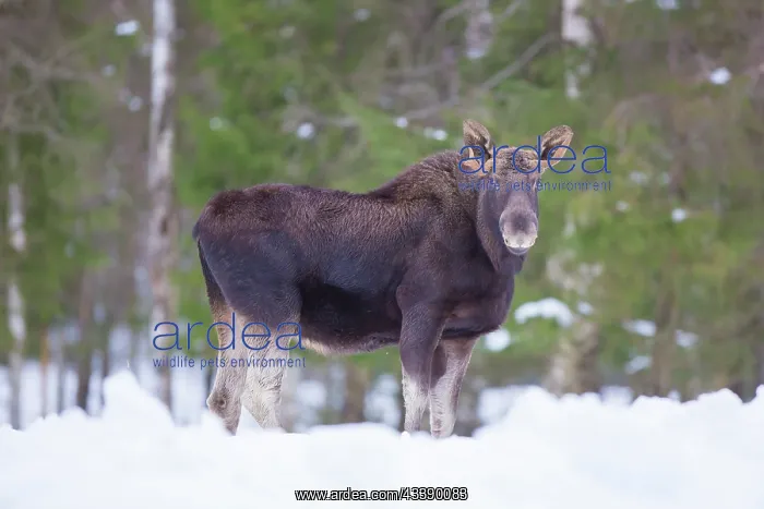 : Moose bull winter : Moose bull winter