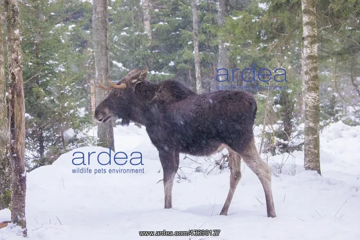 : Moose bull winter : Moose bull winter