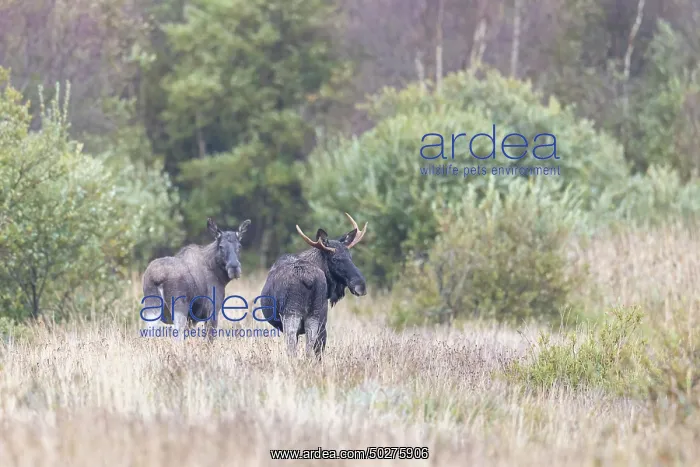 : Moose bulls autumn : Moose bulls autumn