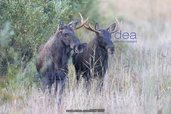 : Moose bulls autumn : Moose bulls autumn