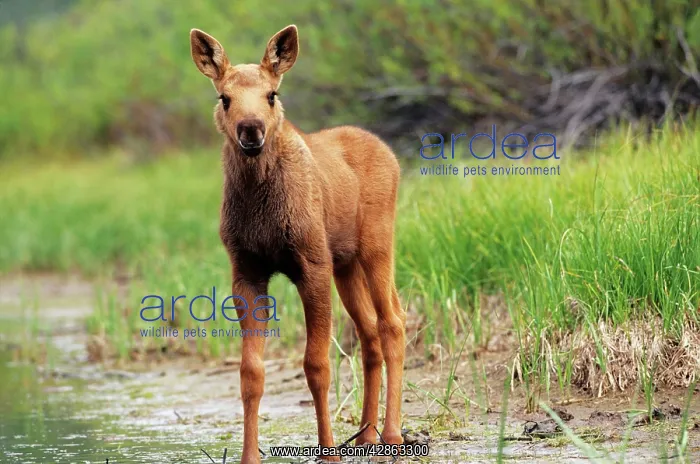 : MOOSE - calf : MOOSE - calf