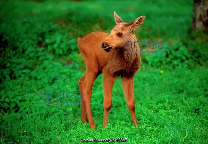 : Moose calf standing, Alces alces, juvenil Sweden : Moose calf standing, Alces alces, juvenil Sweden