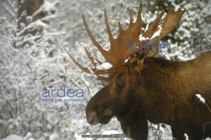 : Moose close up in winter - Close up of bull Moose : Moose close up in winter - Close up of bull Moose