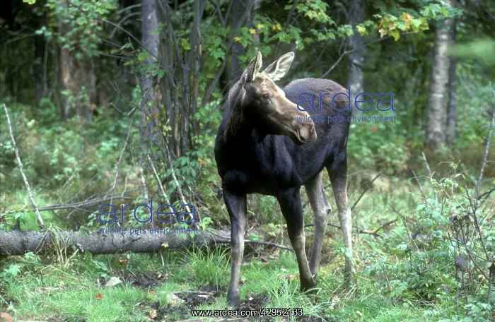  : Moose cow (Alces alces). NH, USA