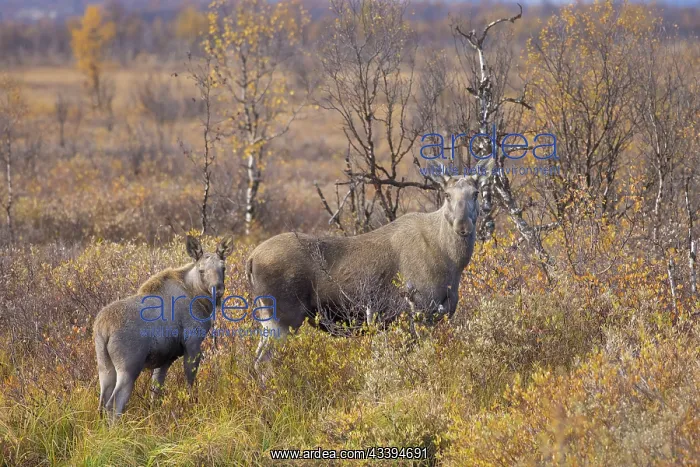 : Moose cow calf : Moose cow calf