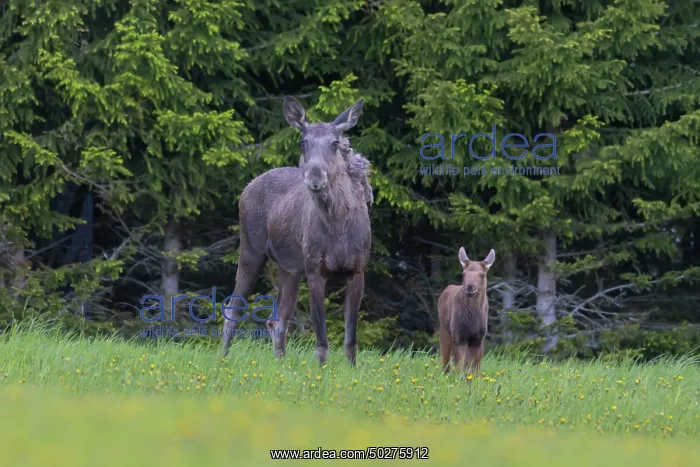 : Moose cow with calf : Moose cow with calf