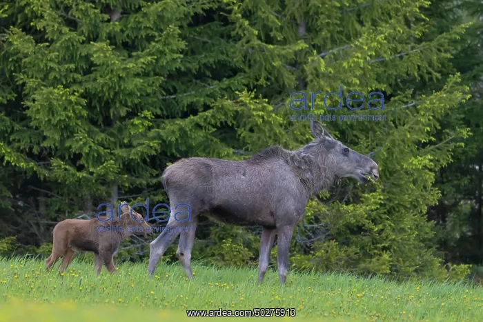 : Moose cow with calf : Moose cow with calf