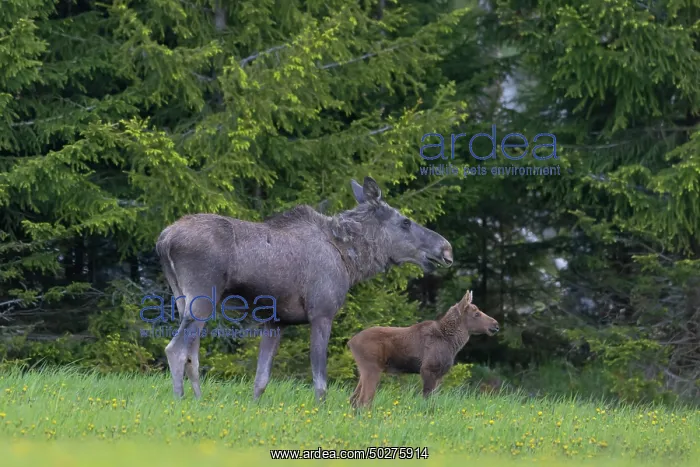 : Moose cow with calf : Moose cow with calf