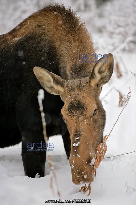 : Moose Cow feeding on plant in deep snow : Moose Cow feeding on plant in deep snow