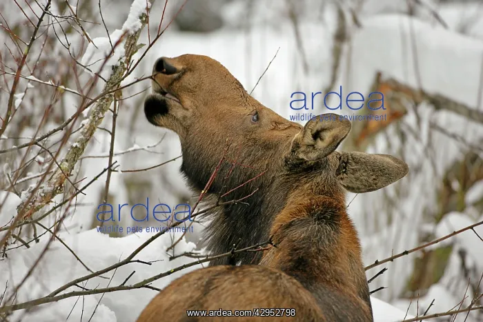  : Moose Cow feeding on willow branches in winter