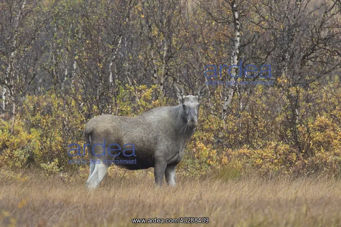 : Moose - cow in moorland - Jaemtland, Sweden : Moose - cow in moorland - Jaemtland, Sweden