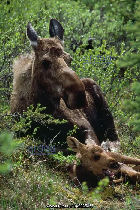 : Moose - cow resting with calfSS : Moose - cow resting with calfSS
