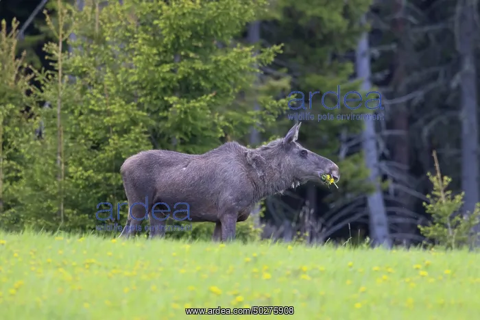 : Moose cow spring : Moose cow spring