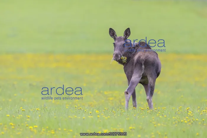 : Moose cow spring : Moose cow spring