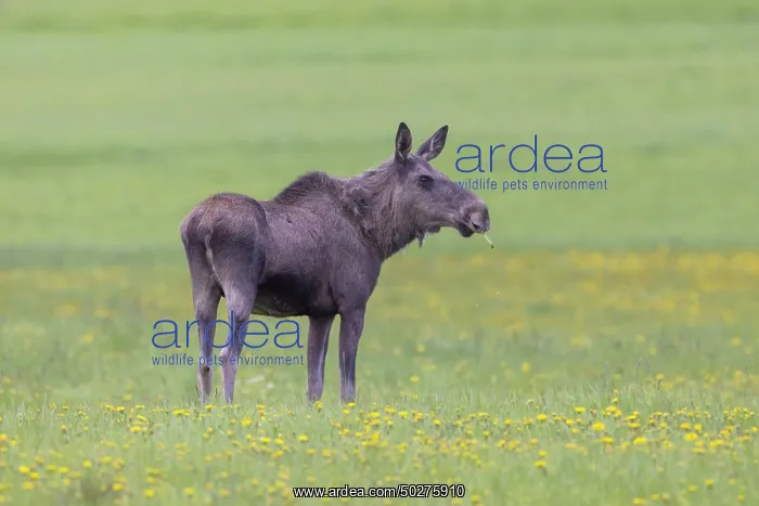 : Moose cow spring : Moose cow spring