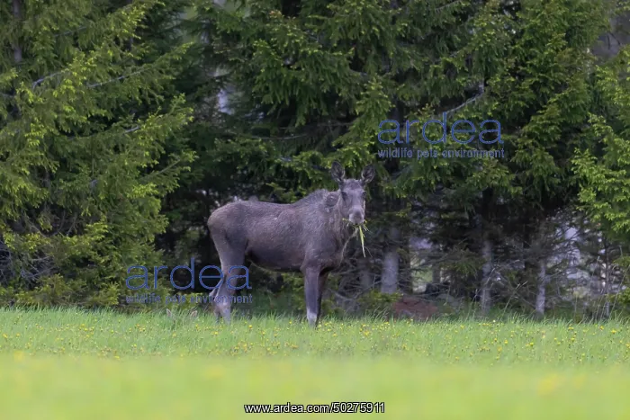 : Moose cow spring : Moose cow spring