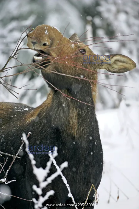 : Moose Cow standing in deep snow, feeding on willow branches : Moose Cow standing in deep snow, feeding on willow branches