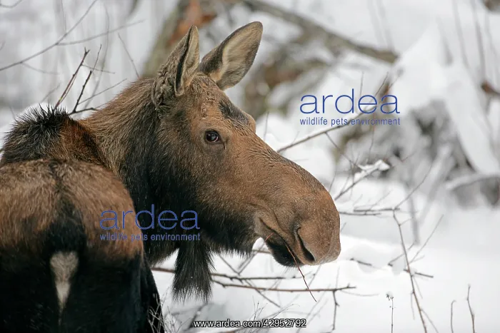 : Moose Cow standing willows in deep snow, portrait closeu : Moose Cow standing willows in deep snow, portrait closeu