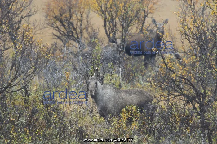 : Moose - two cows in moorland in autumn - Jaemtland, Sweden : Moose - two cows in moorland in autumn - Jaemtland, Sweden