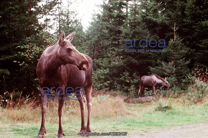 : MOOSE / Elk : MOOSE / Elk