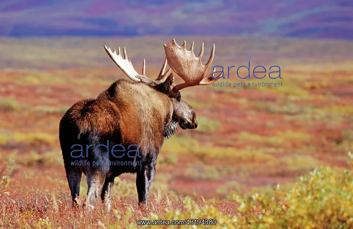 : Moose or Elk (Alces alces) in Denali National Park : Moose or Elk (Alces alces) in Denali National Park