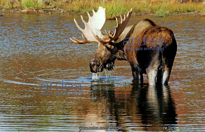: Moose or Elk (Alces alces) standing in water, Denali : Moose or Elk (Alces alces) standing in water, Denali