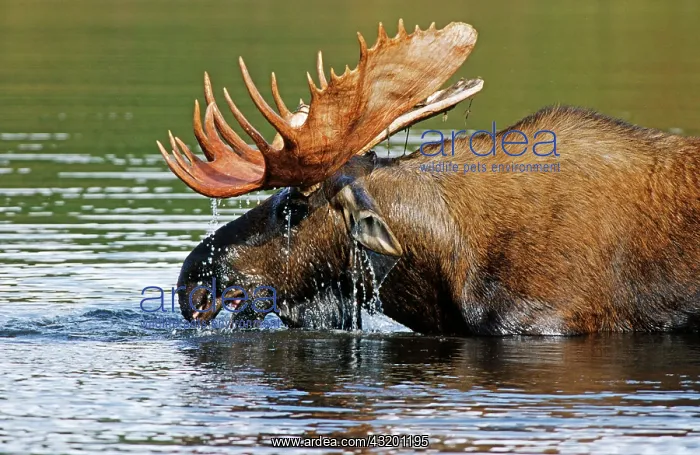 : Moose or Elk (Alces alces) standing in water, Denali : Moose or Elk (Alces alces) standing in water, Denali