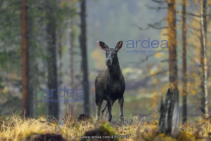 : Moose, elk (Alces alces) young bull : Moose, elk (Alces alces) young bull
