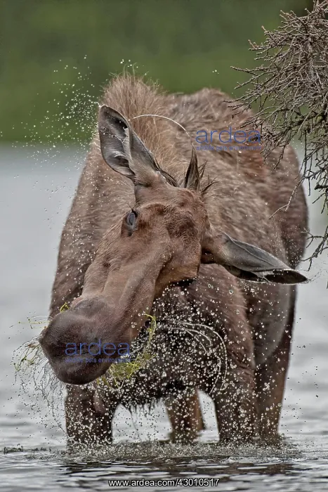 : Moose / Elk cow feeding in lake Boreal Forest, Yukon : Moose / Elk cow feeding in lake Boreal Forest, Yukon