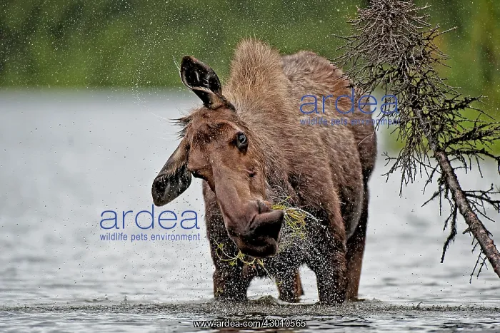 : Moose / Elk cow feeding in lake Boreal Forest, Yukon : Moose / Elk cow feeding in lake Boreal Forest, Yukon