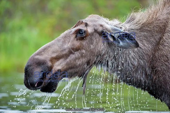 : Moose / Elk cow feeding in lake Boreal Forest, Yukon : Moose / Elk cow feeding in lake Boreal Forest, Yukon