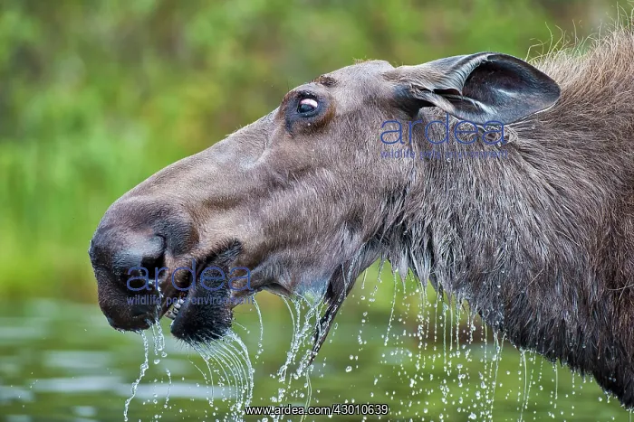 : Moose / Elk cow feeding in lake Boreal Forest, Yukon : Moose / Elk cow feeding in lake Boreal Forest, Yukon