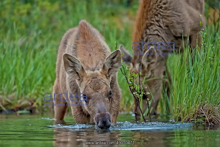 : Moose / Elk cow & newborn calf feeding in lake : Moose / Elk cow & newborn calf feeding in lake