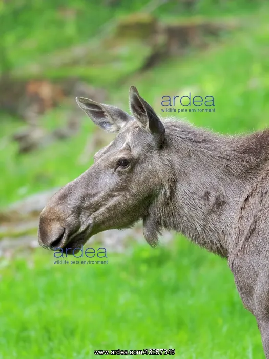 : Moose or Elk. Enclosure in the Bavarian Forest National : Moose or Elk. Enclosure in the Bavarian Forest National