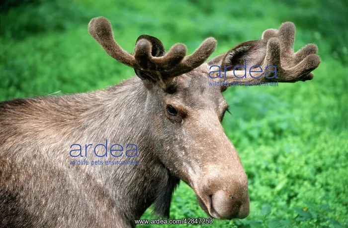 : MOOSE / ELK - Male, showing velvet on antlers : MOOSE / ELK - Male, showing velvet on antlers